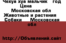Чехуа хуа мальчик 1 год  › Цена ­ 8 000 - Московская обл. Животные и растения » Собаки   . Московская обл.